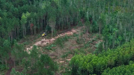 Regional collaboration aims to make Great Lakes leader of mass timber